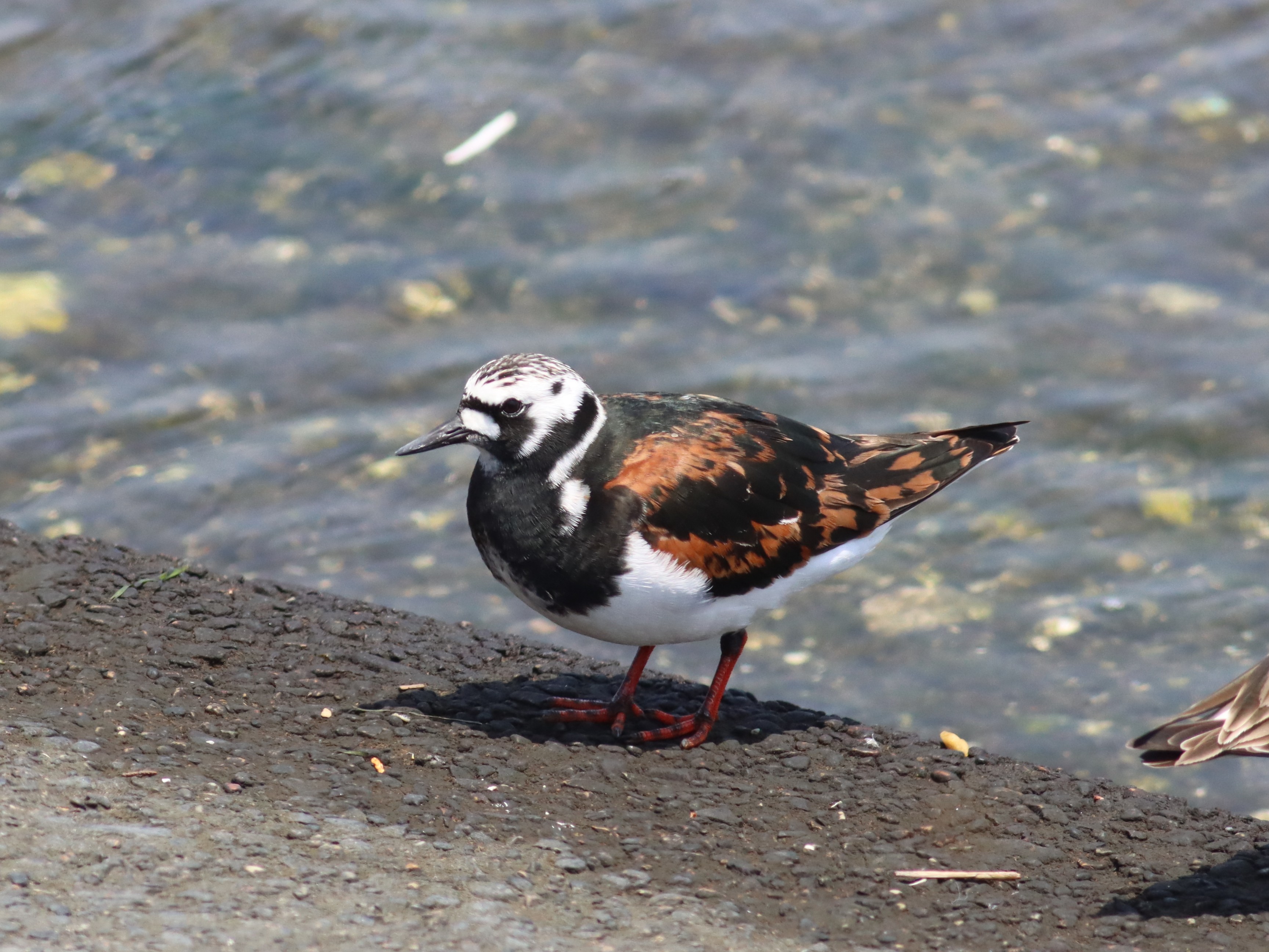 キョウジョシギ